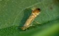 Phyllonorycter platani